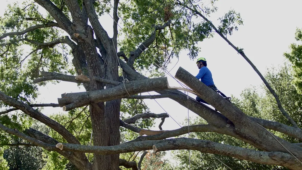 Professional Crown Thinning performed by certified arborists in Redfox